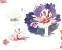 Flor de la camelia – Santi Moix