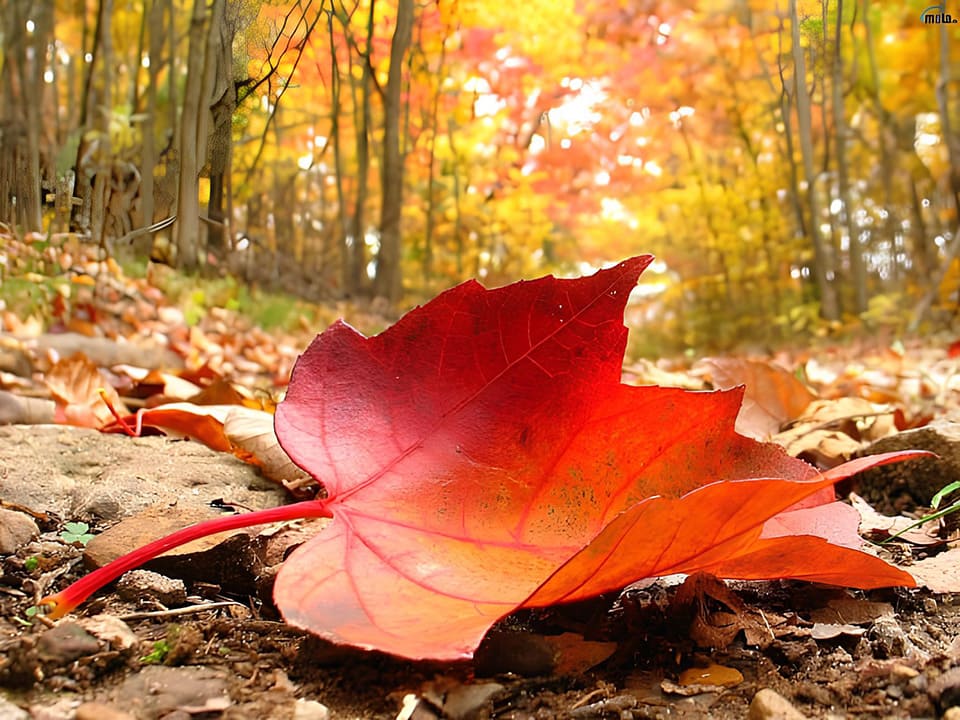 Audicion Comentada: El Otoño de Vivaldi